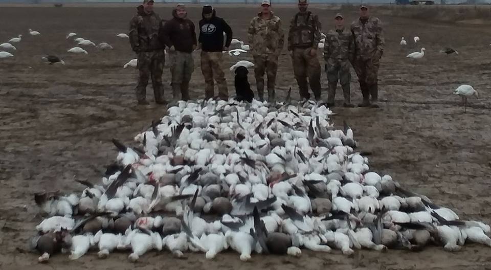 Arkansas Snow Goose Hunting STR Outfitters